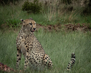Wild cheetah lying in green grass next to a partially eaten carcass, alert and scanning the surroundings. This intense wildlife moment captures predator behavior in its natural habitat, ideal for use