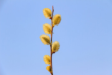 Delicate yellow flower buds on a slender branch against a clear blue sky, showcasing nature's beauty and the arrival of springtime in a vibrant outdoor setting
