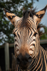 Front-facing zebra captured in sharp detail, highlighting its iconic black and white stripes and...