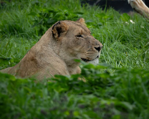 Close-up of a relaxed lioness lying in tall green grass, captured in a natural outdoor setting. The image conveys tranquility and strength, perfect for themes related to wildlife, nature conservation