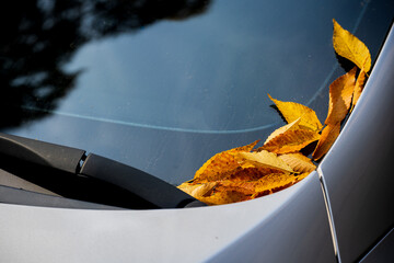 Yellow Autumn Leaves Car Windshield Wiper Close Up