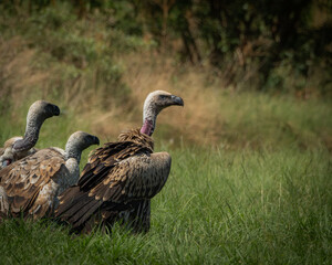 Several vultures gathered closely while feeding on a carcass hidden in tall green grass, captured in a raw and natural moment of scavenging behavior. This powerful wildlife scene illustrates the