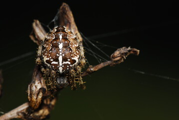 spider on a leaf