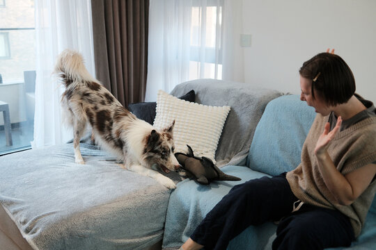 A playful border collie pulls a stuffed toy while a woman reacts with excitement on the couch. The scene conveys joyful interaction and pet bonding.