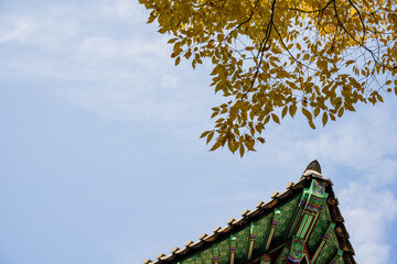 Korean Traditional Eaves Autumn Leaves Blue Sky Contrast