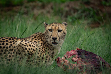 Wild cheetah lying in green grass next to a partially eaten carcass, alert and scanning the surroundings. This intense wildlife moment captures predator behavior in its natural habitat, ideal for use