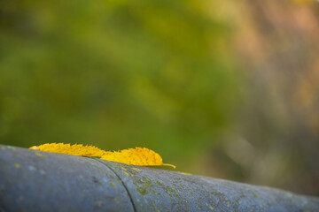 Soft Autumn Leaf on Weathered Railing