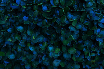 Obraz premium Herb wall, plant wall, natural green wallpaper and background. nature wall. Nature background of green forest