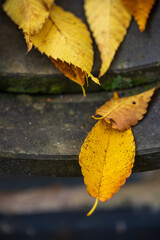 Yellow Autumn Leaves Stone Surface Textured Detail Close