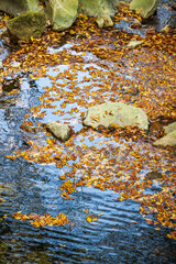 Autumn Foliage Floating Water Surface Small River Rocks