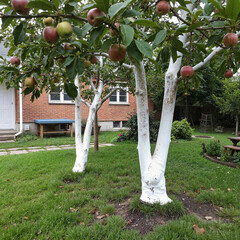 Apple trees with white trunks and ripe fruits in a garden, summer cottage maintenance