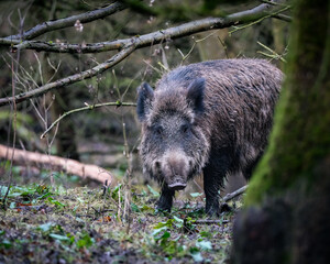 Obraz premium Close up view of a wild boar moving through dense forest vegetation. The natural textures of the animal's coarse fur contrast with the damp woodland floor and moss covered trees, creating an authentic
