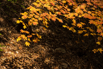 Autumn Maple Leaves Sunlight Shadow Ground Contrast
