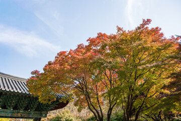 Autumn Maple Canopy Above Traditional Korean Temple Roof