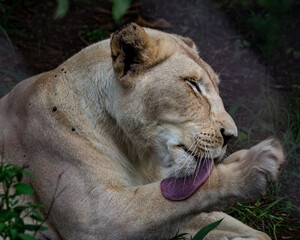 Powerful adult lion relaxing in tall green grass, framed by natural foliage for a dramatic wildlife atmosphere. The warm tones of the lion's mane contrast with the vibrant greenery, creating a
