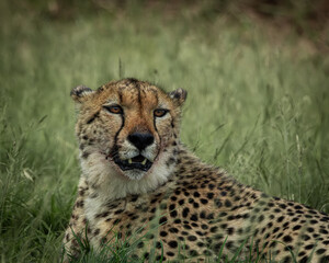 Wild cheetah lying in green grass next to a partially eaten carcass, alert and scanning the surroundings. This intense wildlife moment captures predator behavior in its natural habitat, ideal for use