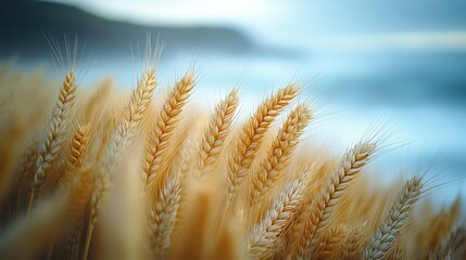 Close-up shot of golden wheat ears silhouetted against a serene blue sky with gentle waves, conveying tranquility and the beauty of nature.