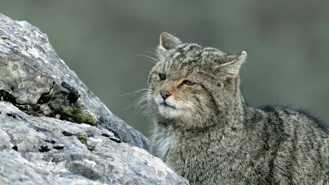 Wildcat resting on rocks in Asturias, Spain