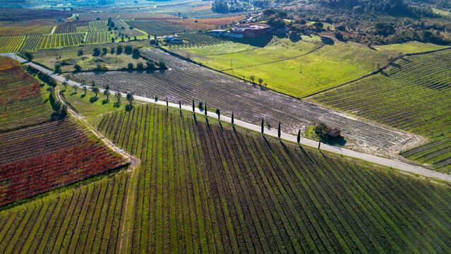aerial view of vineyards 