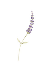 Watercolor purple lavender flower illustration on white background for herbal design, wedding invitations, and cards