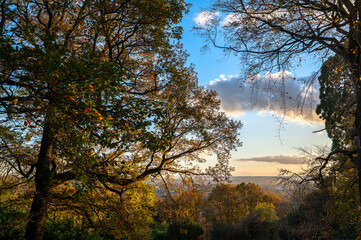 Trees in autumn in Eltham, Greenwich, London
