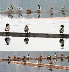 photo of a large variety of wild ducks resting on logs floating in a lake in Idaho