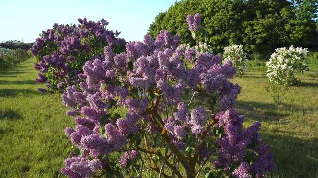 Blooming Lilacs Famous European Garden in Dobele (Latvia) in Spring 