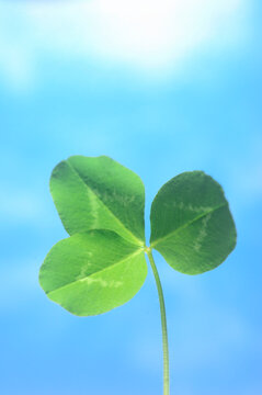 三つ葉のクローバー Images – Browse 210 Stock Photos, Vectors, and