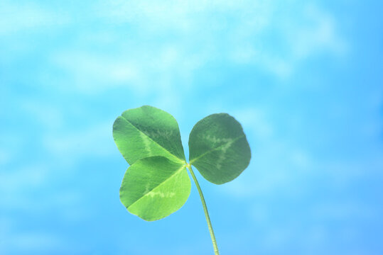 三つ葉のクローバー Images – Browse 210 Stock Photos, Vectors, and