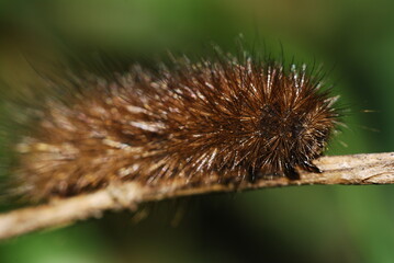 Hairy caterpillar, Garden Tiger Moth