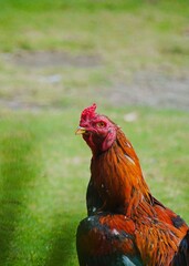 Vibrant Red Rooster Looking Sideways in a Green Field.