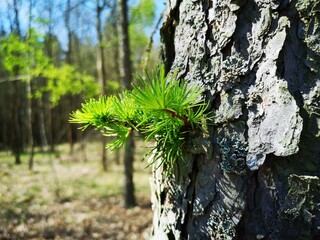 Nowe życie na drzewie © InTheSky
