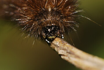Hairy caterpillar, Garden Tiger Moth