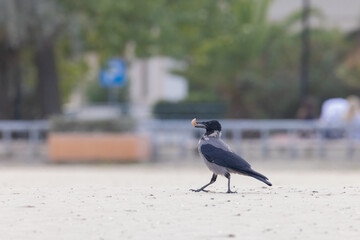 City Bird in Focus: Crow Finding a Snack
