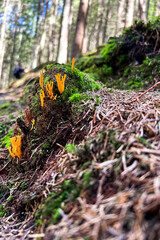 Colorful fungi on moss covered ground in a tranquil forest during daytime