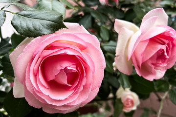 Beautiful pink roses blooming in a garden during springtime afternoon