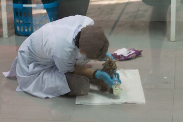 Naklejka premium Animals in zoo and wildlife. High resolution photo. 