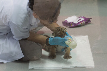 Naklejka premium Animals in zoo and wildlife. High resolution photo. 