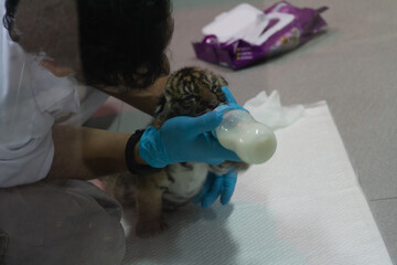 Naklejka premium Animals in zoo and wildlife. High resolution photo. 