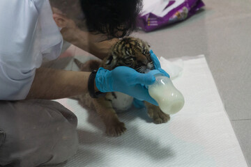 Naklejka premium Animals in zoo and wildlife. High resolution photo. 