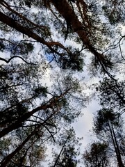 trees and sky