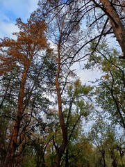 Obraz premium trees in the autumn