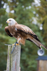 Rotmilan Milvus milvus