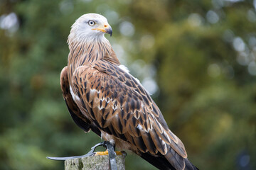 Rotmilan Milvus milvus