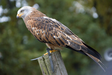 Rotmilan Milvus milvus