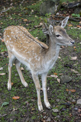 Damhirsch (Dama dama)