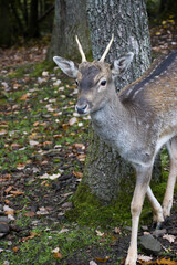 Damhirsch (Dama dama)