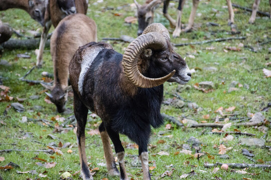 Europ&auml;ischer Mufflon