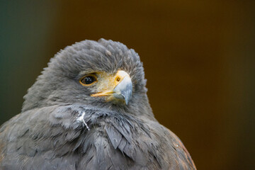 Wüstenbussard