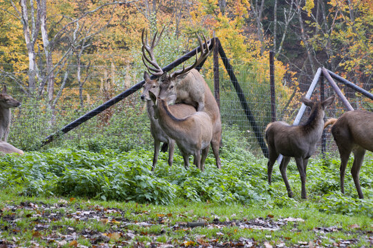 Damhirsch (Dama dama)